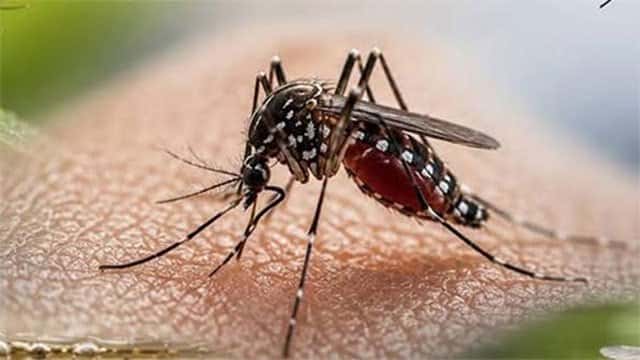 Death toll rises to 72 as dengue cases surpass 94,000 in Sri Lanka