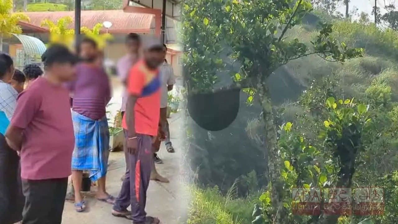 17 plantation workers hospitalised following wasp attack in Hatton
