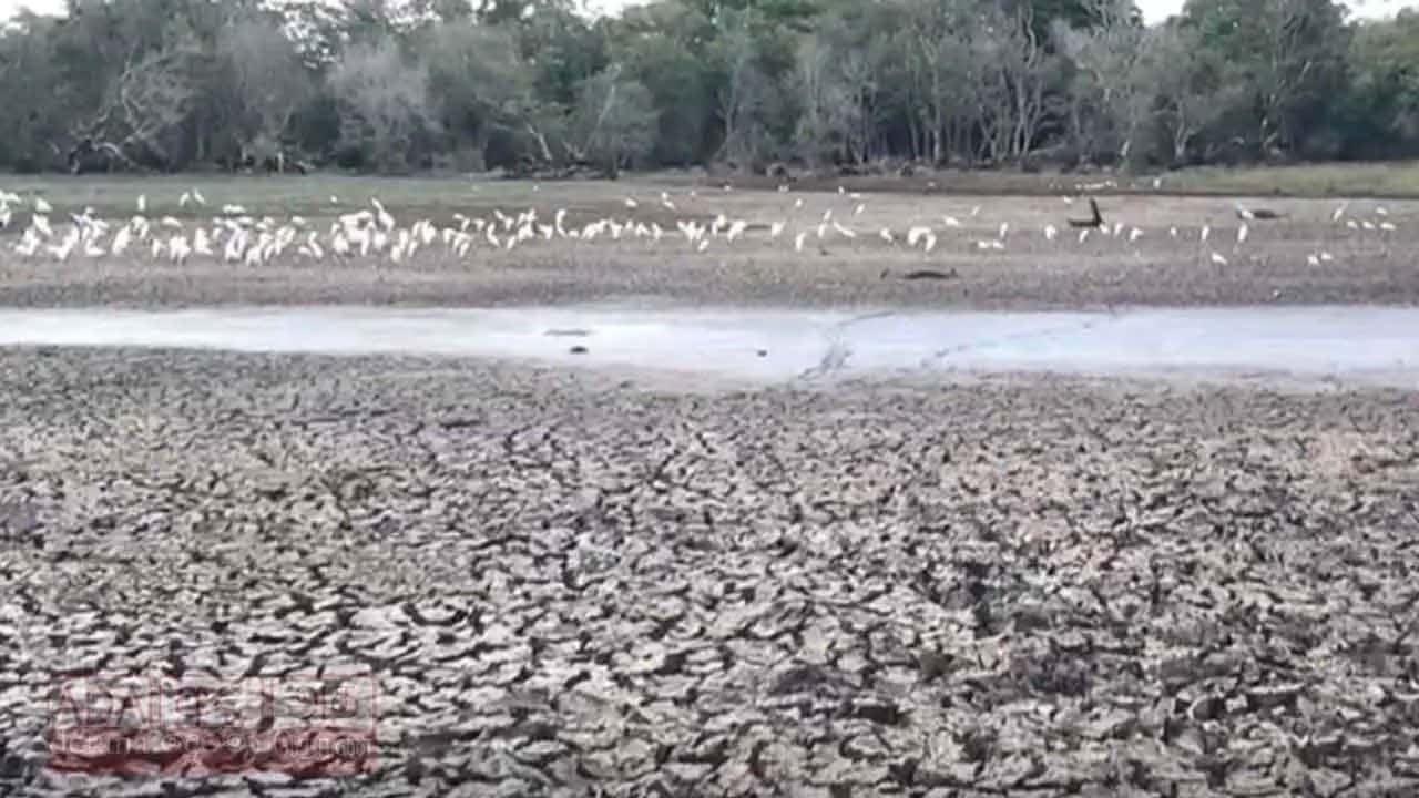 Water levels in 612 Anuradhapura tanks fall below 5% due to severe drought