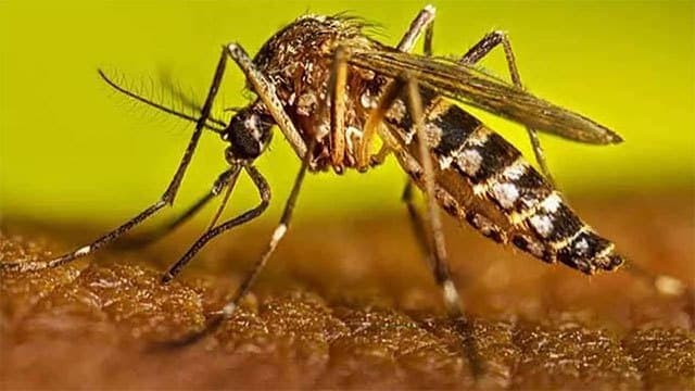 Dengue risk persists despite low number of cases reported – Official