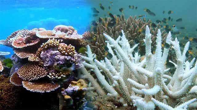 El Niño conditions raise concerns over coral reefs and marine habitats