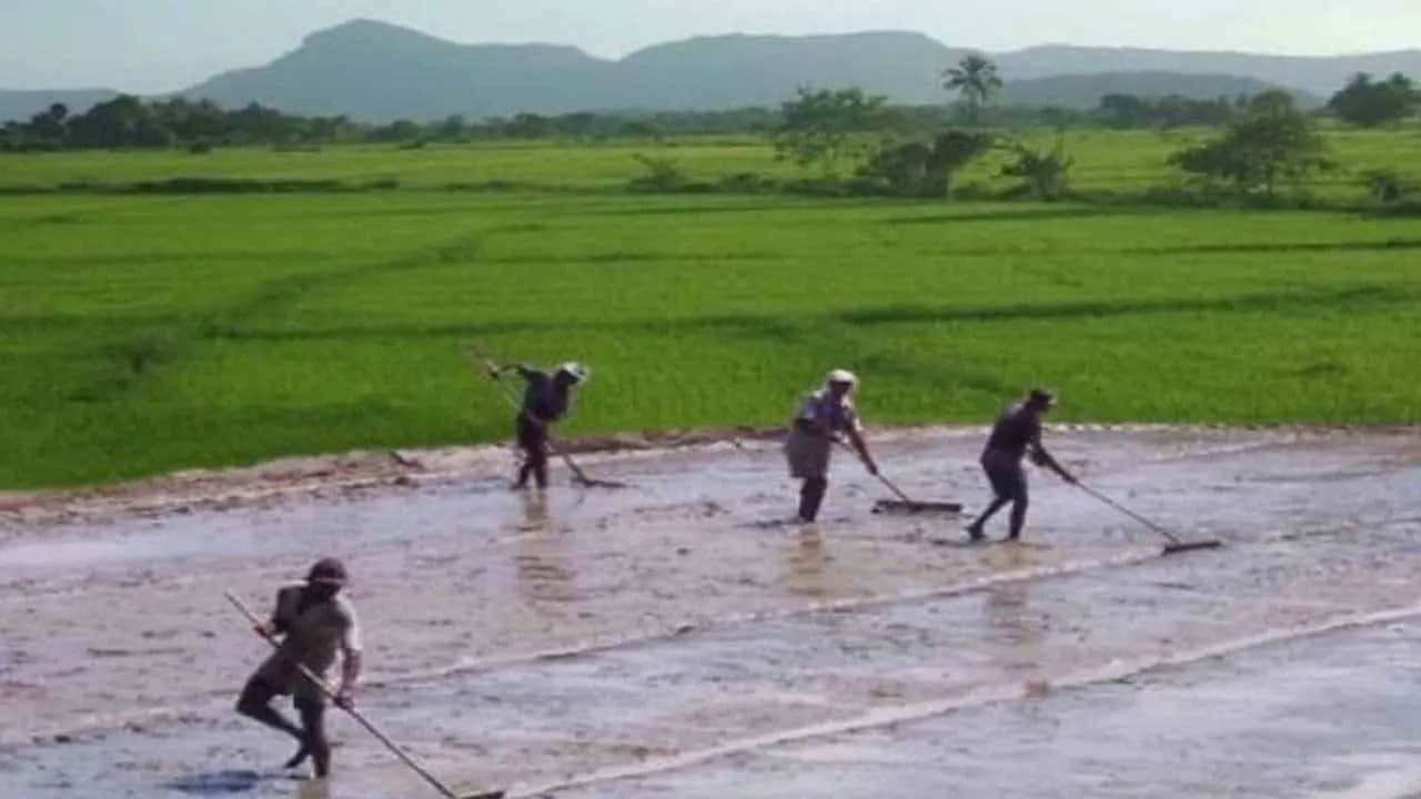Government targets 800,000 hectares of paddy cultivation for 2026/27 Maha Season