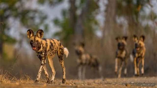 Wild dogs record 2,500-mile trek across Africa in search of a mate