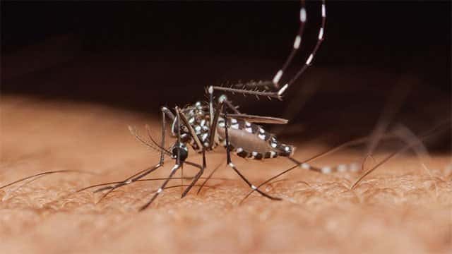 Dengue cases reported in Sri Lanka surpass 98,000