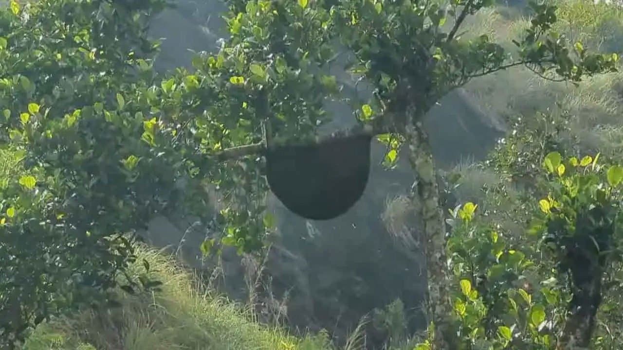 One dead, seven injured in wasp attack at Lindula tea estate
