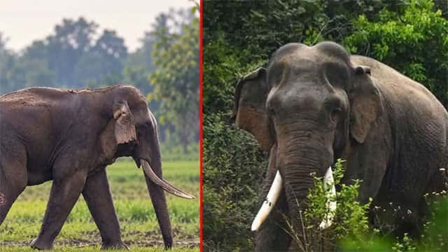 Treatment commences for tusker ‘Kawanthissa’ in Galgamuwa