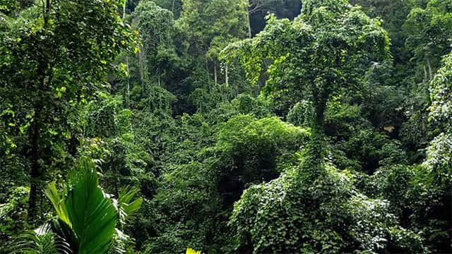Another 20 forests to be declared as reserves under ‘Vanaspathi’ programme