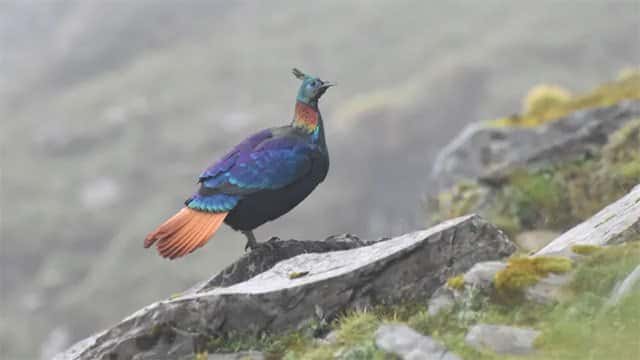 A beautiful Himalayan bird is changing its voice due to human activity, research shows
