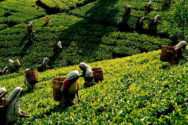 Sri Lanka’s tea exports predicted to generate USD 1.5 billion revenue in 2024