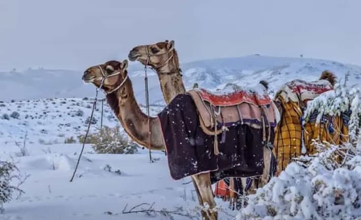 Saudi Arabian desert turned into winter wonderland for first time in history