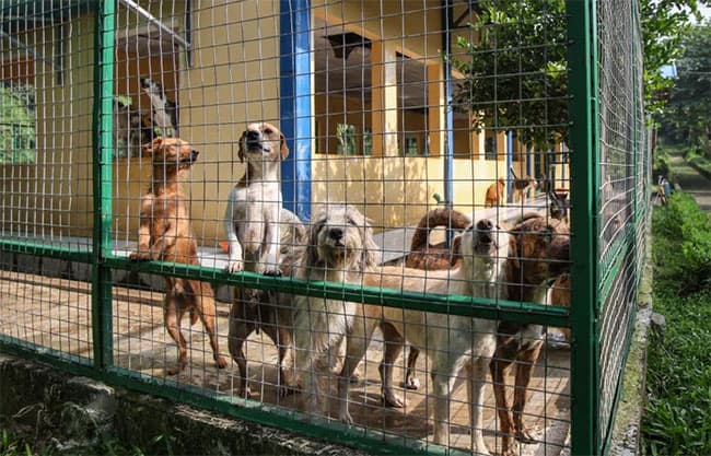 Jakarta bans cat and dog meat to curb rabies risk