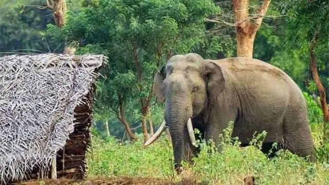 Tri-forces personnel to support efforts to protect wild elephants and mitigate human-elephant conflict