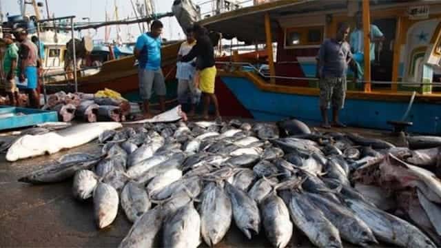 Sri Lanka loses 40% of annual fish production to post-harvest waste