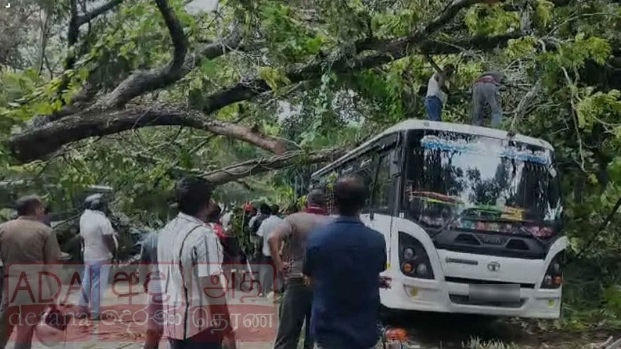 Fallen tree damages seven vehicles in Kurunegala