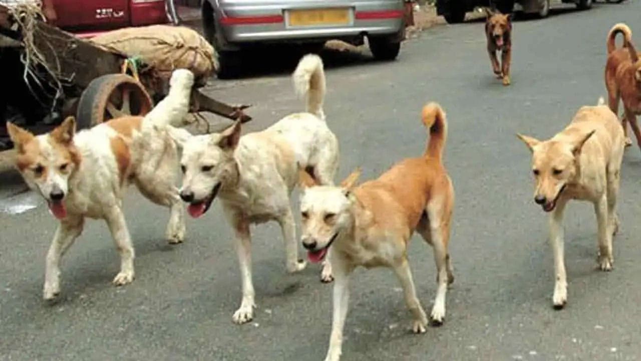 Programme launched to microchip stray dogs for monitoring